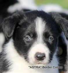 Black and white MALE border collie puppy